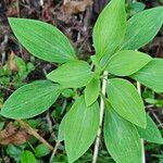 Alstroemeria psittacina 葉