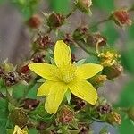 Hypericum gentianoides Kvet