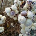 Symphoricarpos albus Fruit