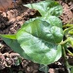 Helianthus debilis Feuille