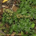 Alchemilla alpigena Habit