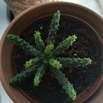 Euphorbia inermis Hostoa
