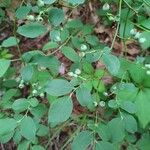 Vaccinium pallidum Hoja