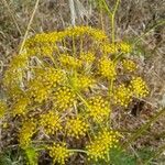 Ridolfia segetum Flower