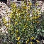 Phlomis lychnitis Hábitos