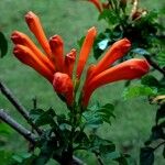 Tecoma capensis Blomst