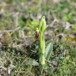 Ophrys arachnitiformis മറ്റ്