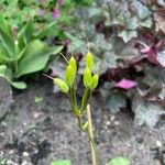 Dodecatheon meadia Frucht