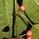 Siparuna thecaphora Fruit