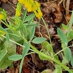 Trigonella esculenta Çiçek