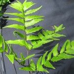 Adiantum latifolium Outro