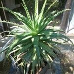Aloe × spinosissima Hoja