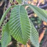 Quercus pontica Blatt