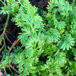 Cotula australis Leaf