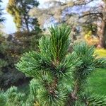 Pinus aristata 叶