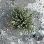 Salsola kali موطن