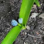 Scilla siberica Habitus