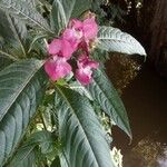 Impatiens glandulifera花