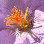 Crocus ligusticus Кветка