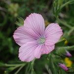 Linum viscosum Fiore