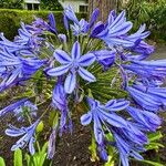 Agapanthus africanusফুল