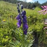 Aconitum tauricum Цвят