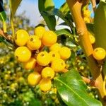 Ficus rubiginosa Fruit