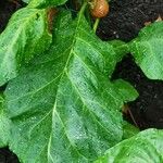 Solanum macrocarpon Leaf