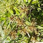 Cyperus fuscus Frucht