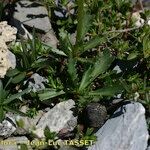 Leucanthemum coronopifolium Blatt