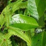 Geniostoma borbonicum Frunză
