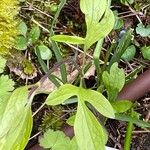 Clematis occidentalis Folio