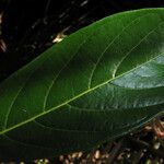 Nectandra cissiflora Folla