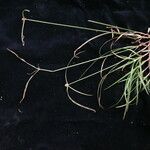 Cyperus mindorensis 形态