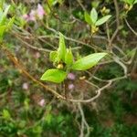 Rhododendron mucronulatum Leaf