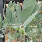 Simmondsia chinensis Φύλλο