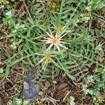 Centaurea calcitrapa Feuille