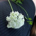 Oenanthe sarmentosa Flower