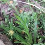 Plantago coronopus Feuille