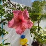 Hibiscus moscheutosപുഷ്പം