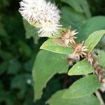 Lepidaploa arborescens Fruit