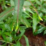 Impatiens rosea