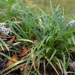 Ophiopogon jaburan Hoja
