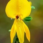 Cytisus scoparius Çiçek