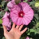 Hibiscus moscheutosKwiat