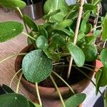 Pilea peperomioidesHoja