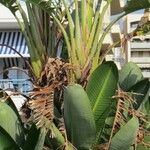 Strelitzia nicolai Φύλλο