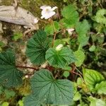 Begonia fischeri Агульны выгляд