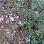 Plumbago europaea Blodyn