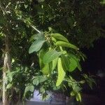 Ficus benghalensis Liść